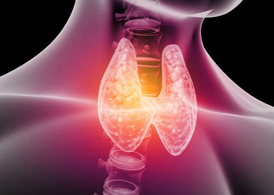 Thyroid 3D drawing